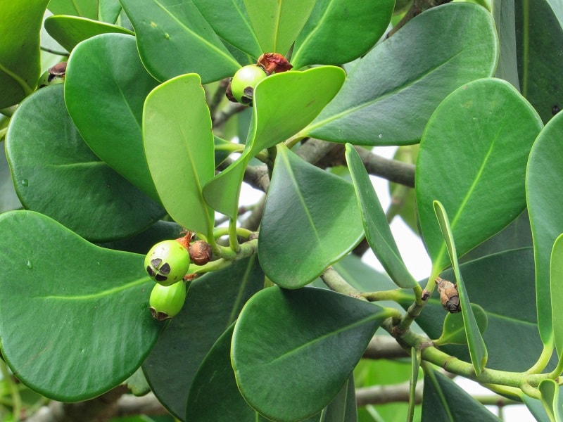 Clusia Leaves Turning Yellow
