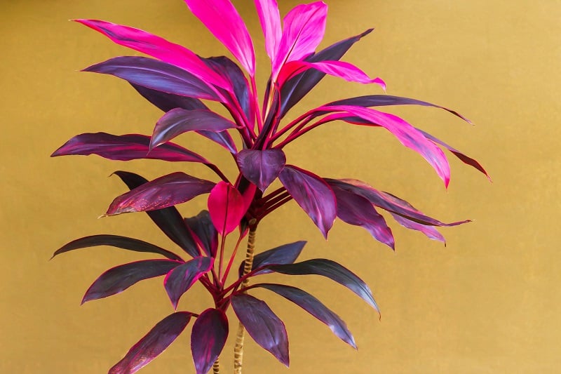 Cordyline Leaves Turning Yellow