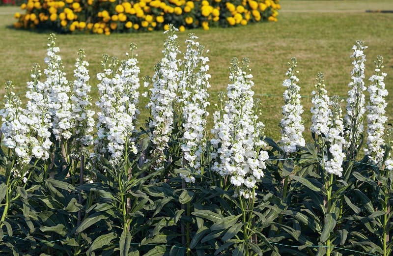 Delphinium Leaves Turning Yellow