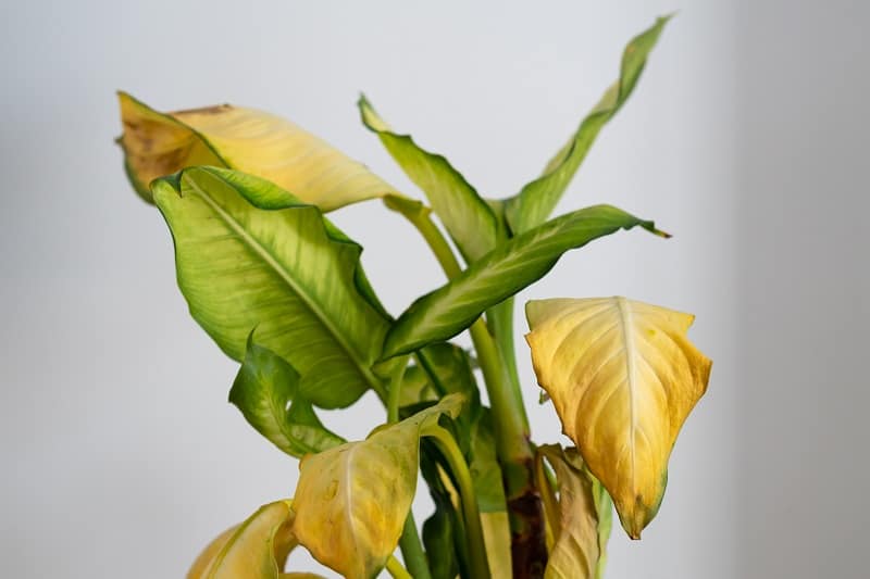 Dieffenbachia Leaves Turning Yellow