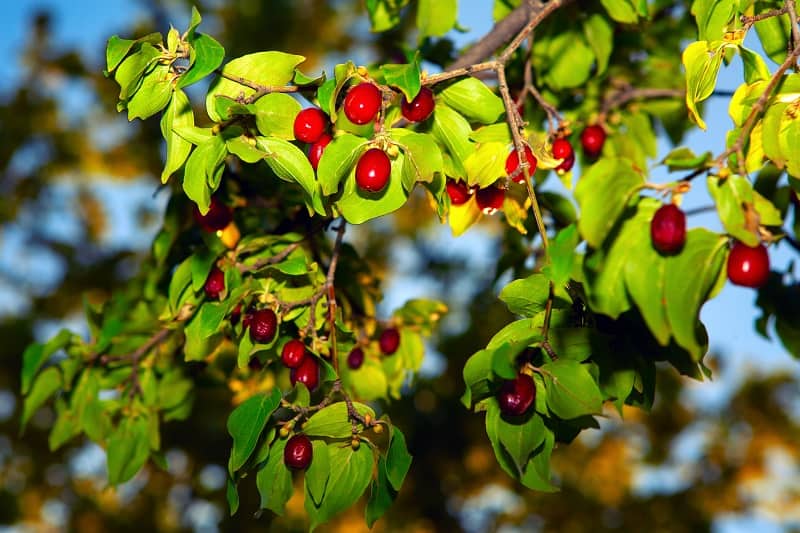 Dogwood Leaves Turning Yellow