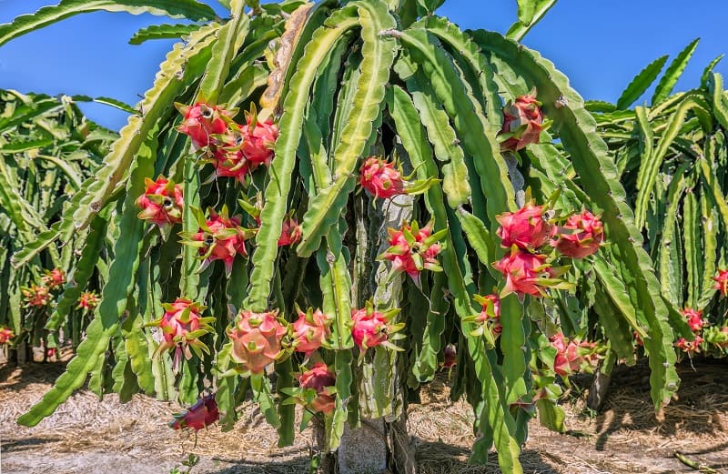 Dragon Fruit Plant Turning Yellow