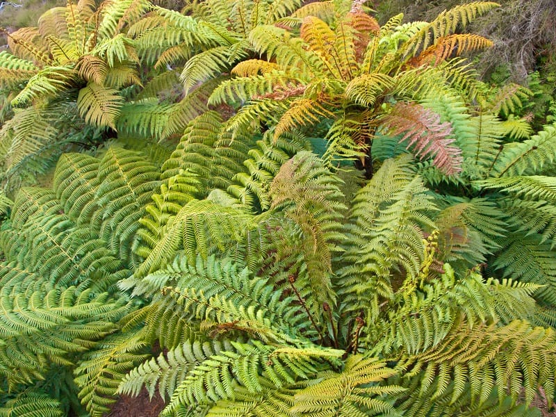 Fern Turning Yellow