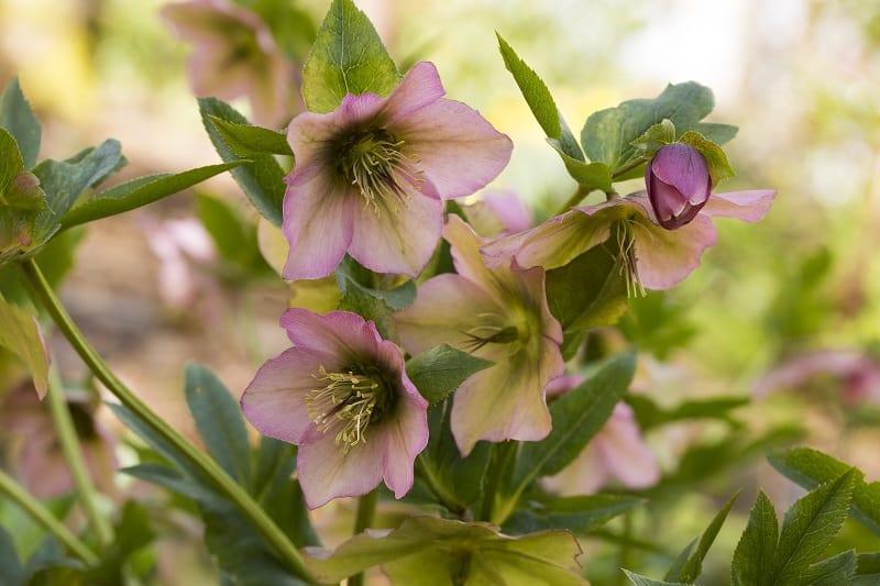Hellebore Leaves Turning Yellow