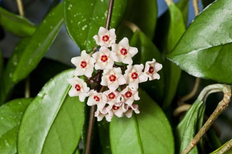 Hoya Plant Leaves Turning Yellow
