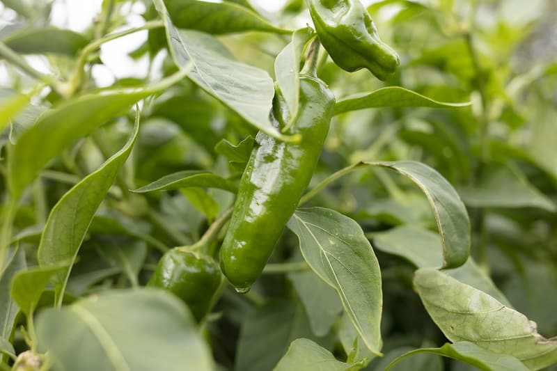 Jalapeno Leaves Turning Yellow