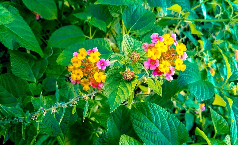 Lantana Leaves Turning Yellow
