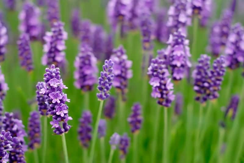 Lavender Turning Yellow