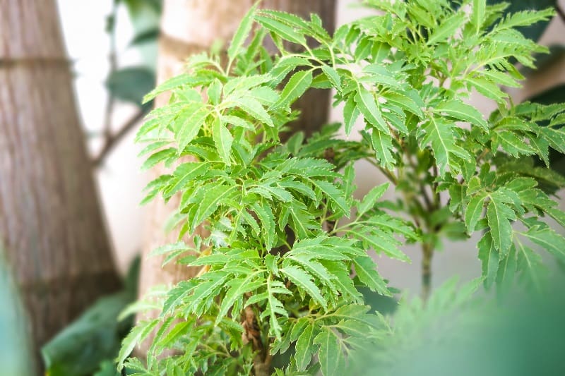Ming Aralia Leaves Turning Yellow