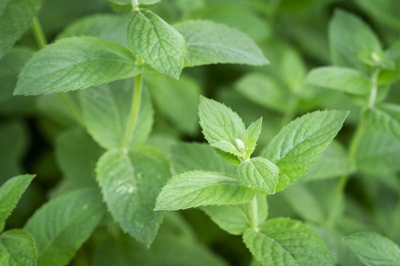 Mint Leaves Turning Yellow