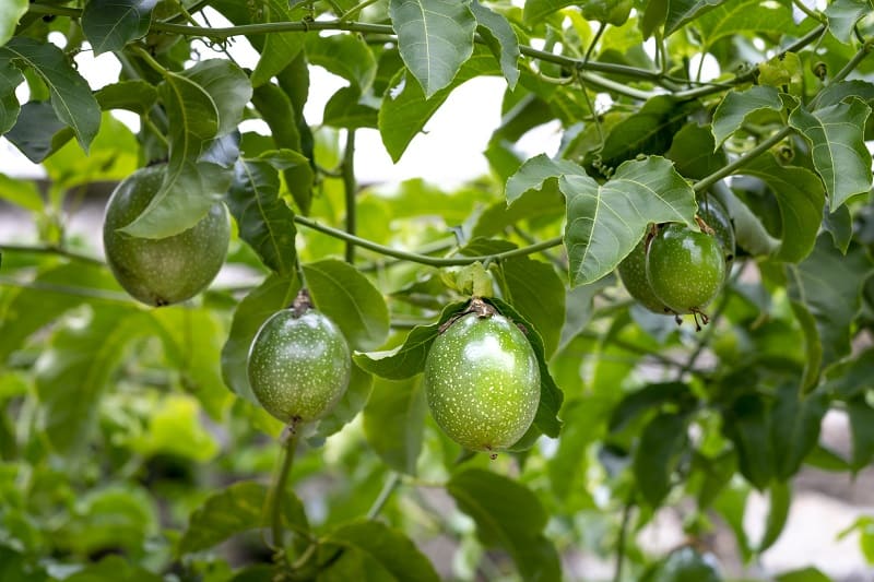 Passion Fruit Leaves Turning Yellow