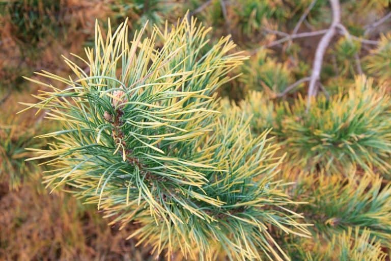 Pine Tree Needles Turning Yellow