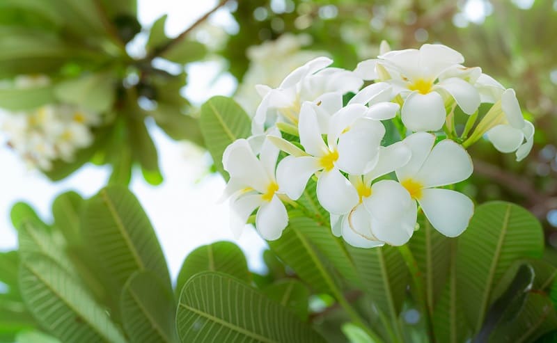 Plumeria Leaves Turning Yellow