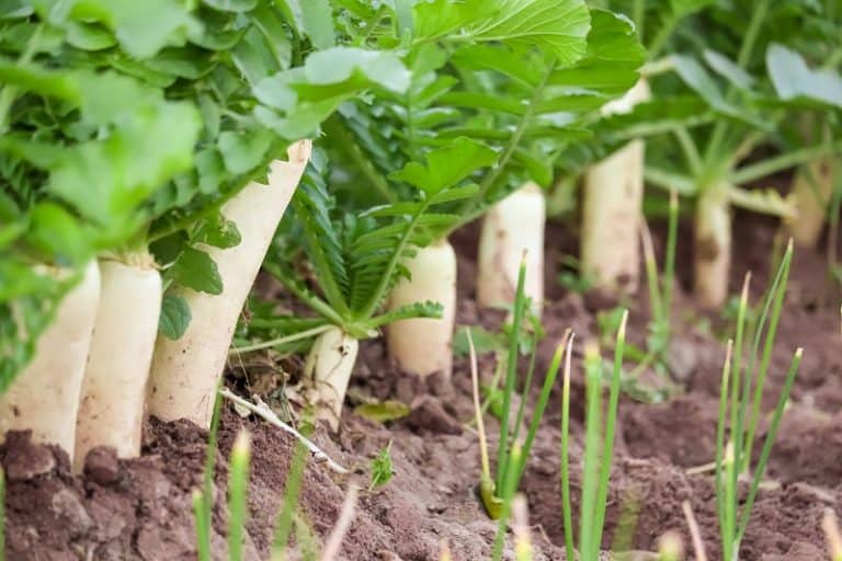 Radish Leaves Turning Yellow