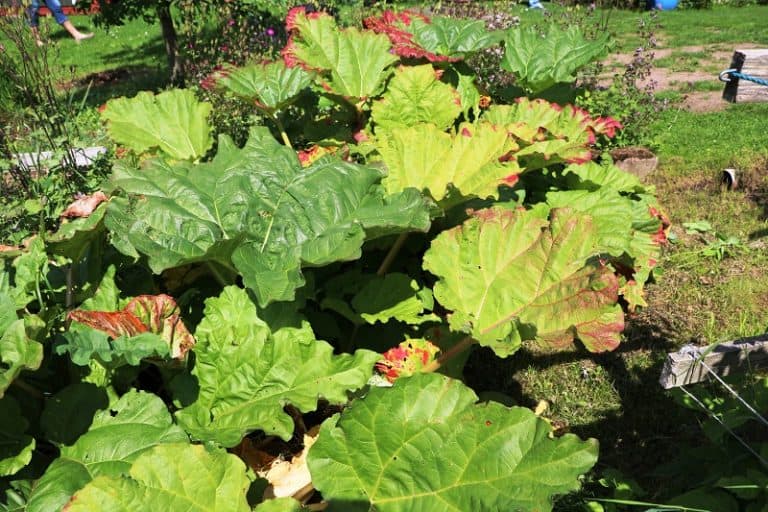 Rhubarb Leaves Turning Yellow