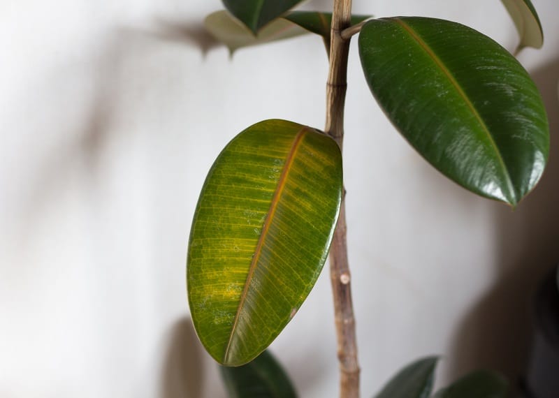 Rubber Tree Leaves Turning Yellow