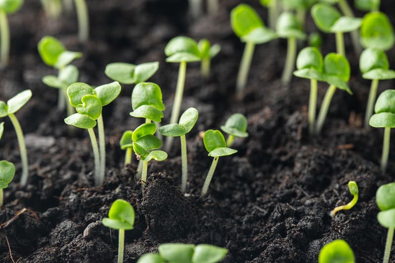 Seedlings Turning Yellow