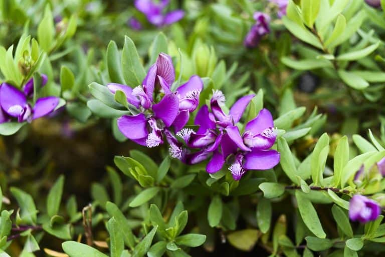 Sweet Pea Shrub Turning Yellow