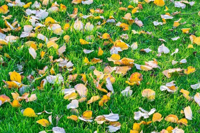 Tree Leaves Turning Yellow and Falling Off in Summer