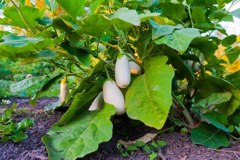 White Eggplant Turning Yellow