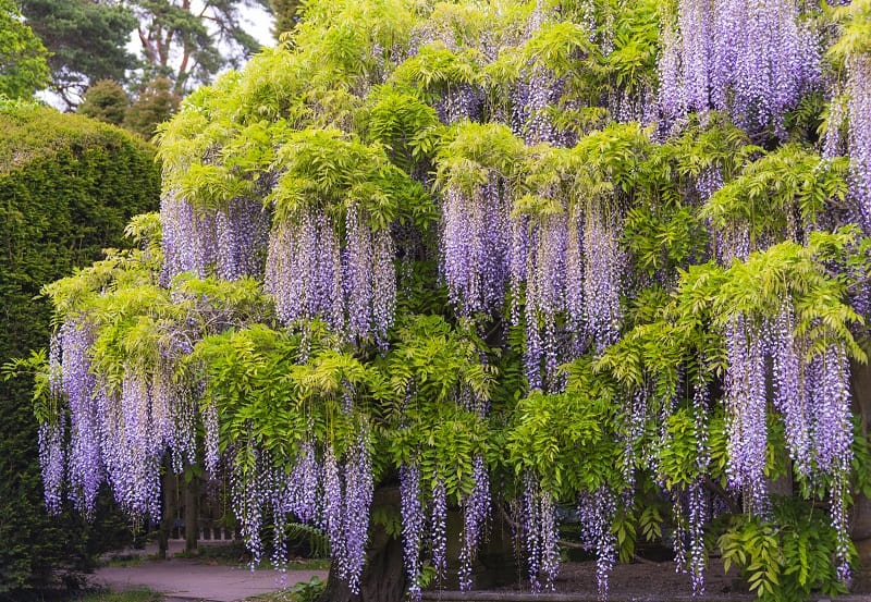 Wisteria Leaves Turning Yellow