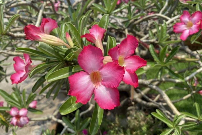 Adenium Root Rot - Gardential.com