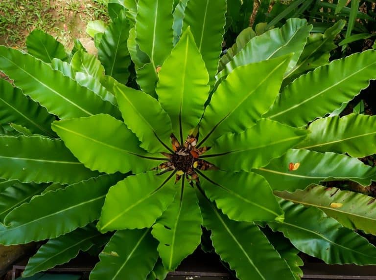 Bird’s Nest Fern Care and Propagation