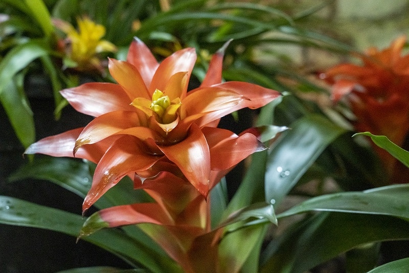 Bromeliad Root Rot