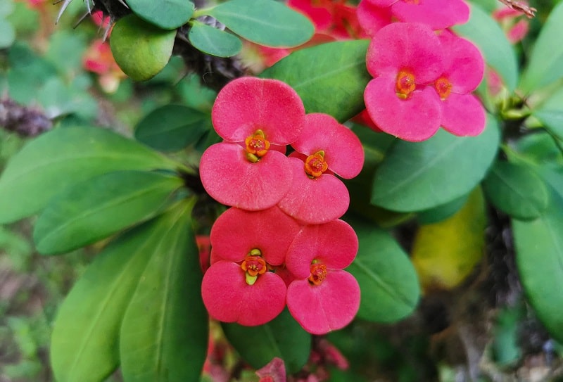 Crown of Thorns Leaves Turning Yellow