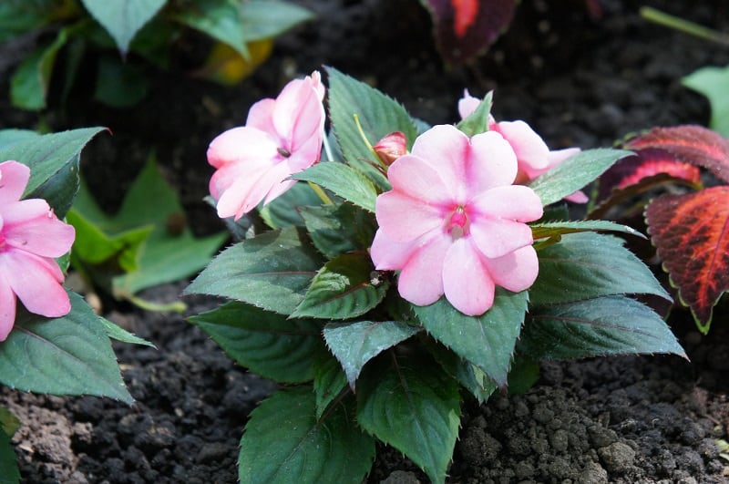 Double Impatiens Leaves Turning Yellow