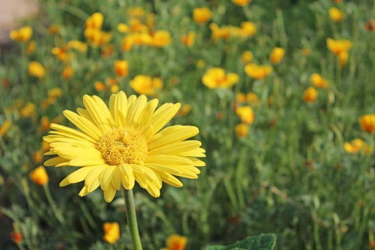 Gerbera Daisy Leaves Turning Yellow