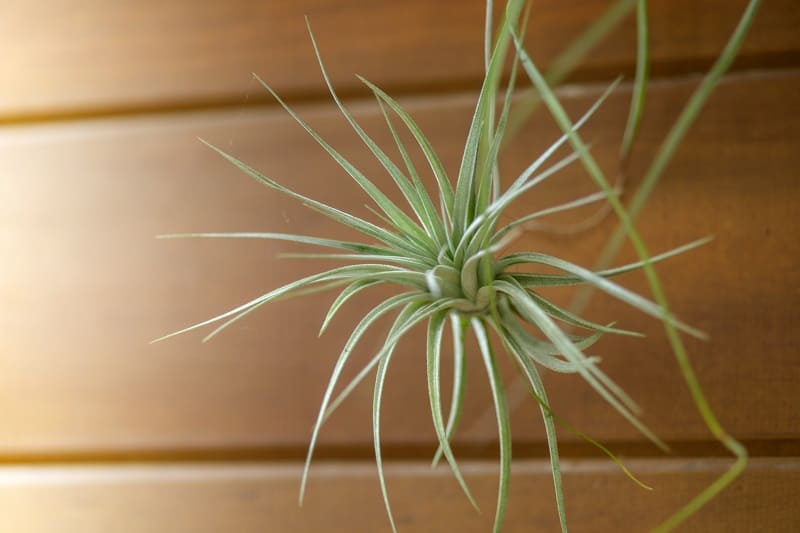 How To Save A Dying Air Plant?