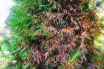 How To Save A Dying Arborvitae Tree? - Gardential.com
