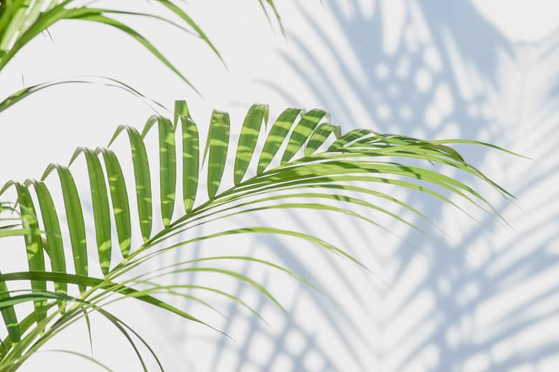 How To Save A Dying Areca Palm Plant?
