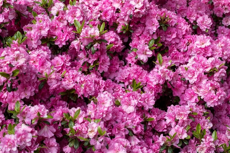 How To Save A Dying Azalea Bush?