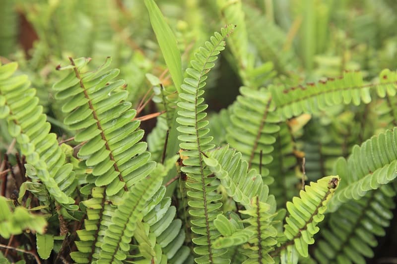 How To Save A Dying Boston Fern?