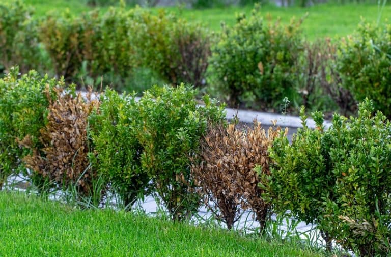How To Save A Dying Boxwood Bush?