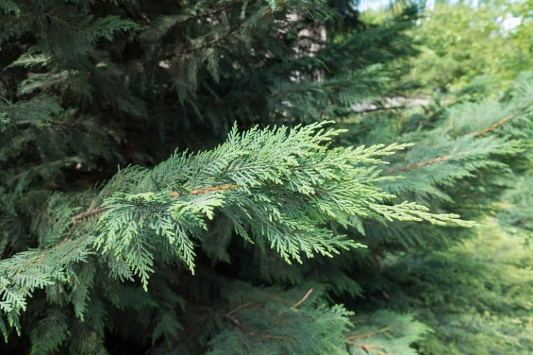 How To Save A Dying Cedar Tree?