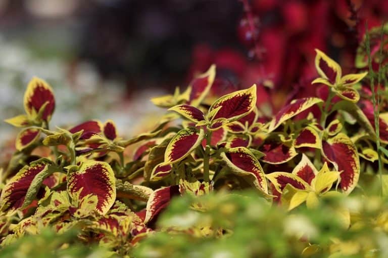 How To Save A Dying Coleus