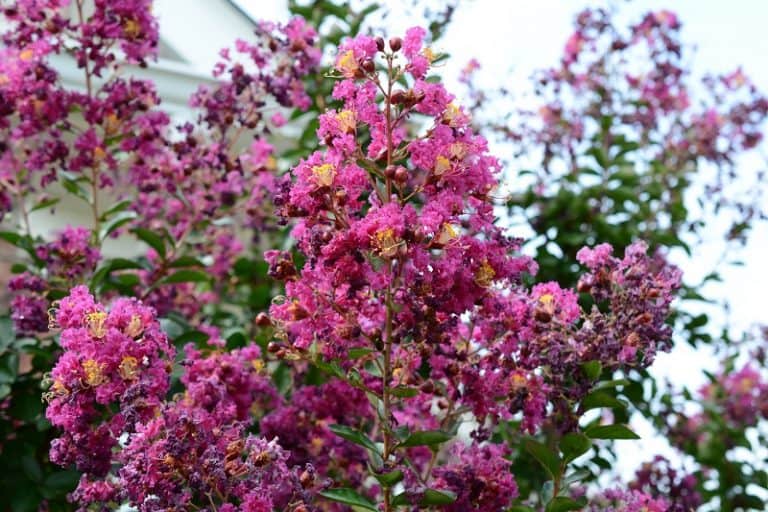 How To Save A Dying Crepe Myrtle?