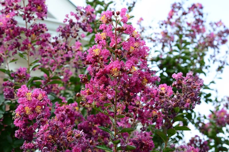 How To Save A Dying Crepe Myrtle