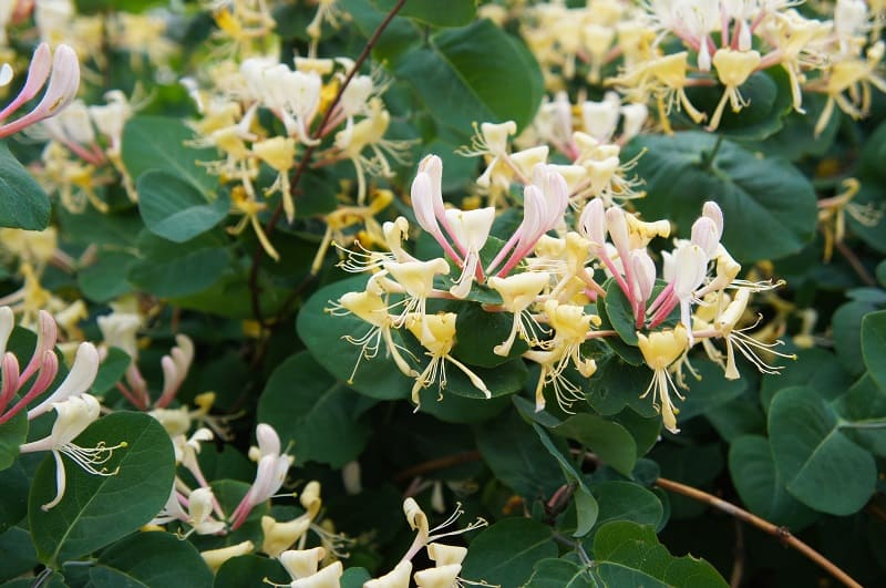 How To Save A Dying Honeysuckle Plant