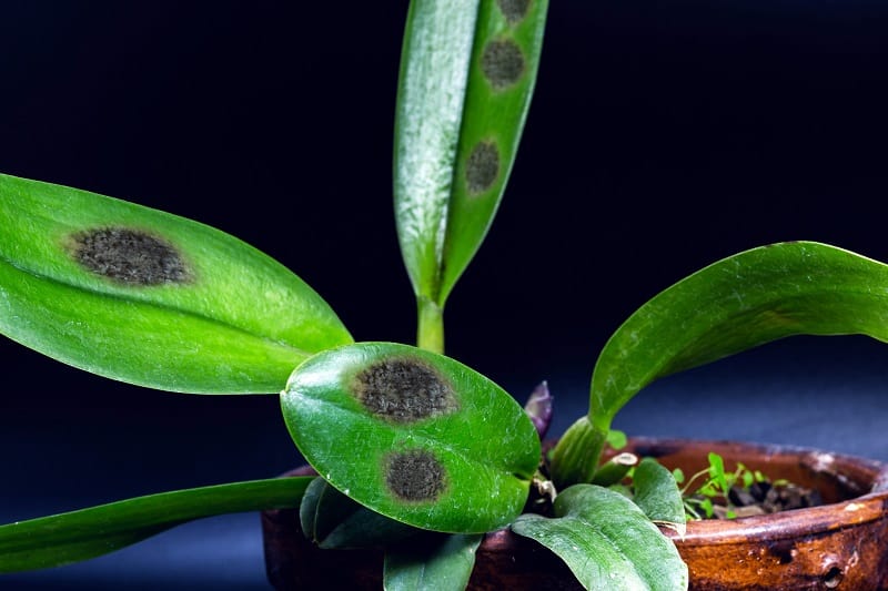 How To Save A Dying Orchid Plant?