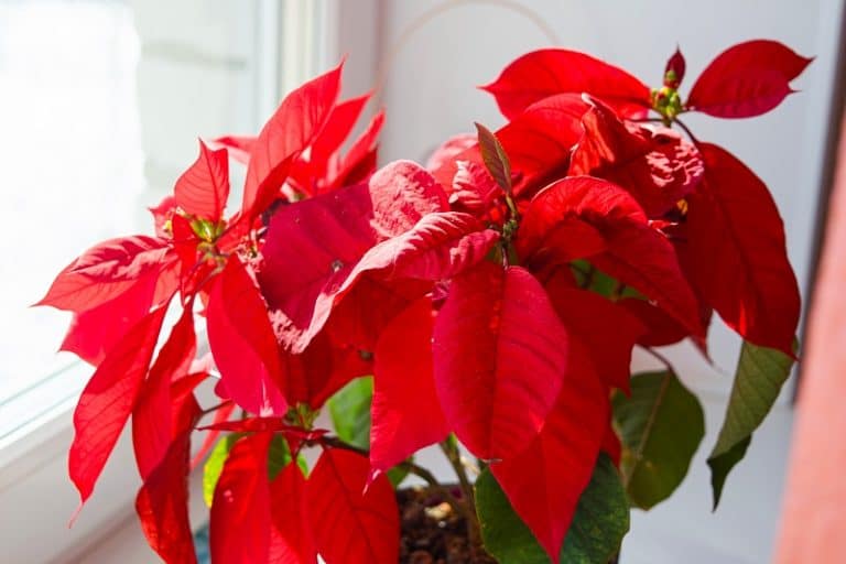 How To Save A Dying Poinsettia Plant?