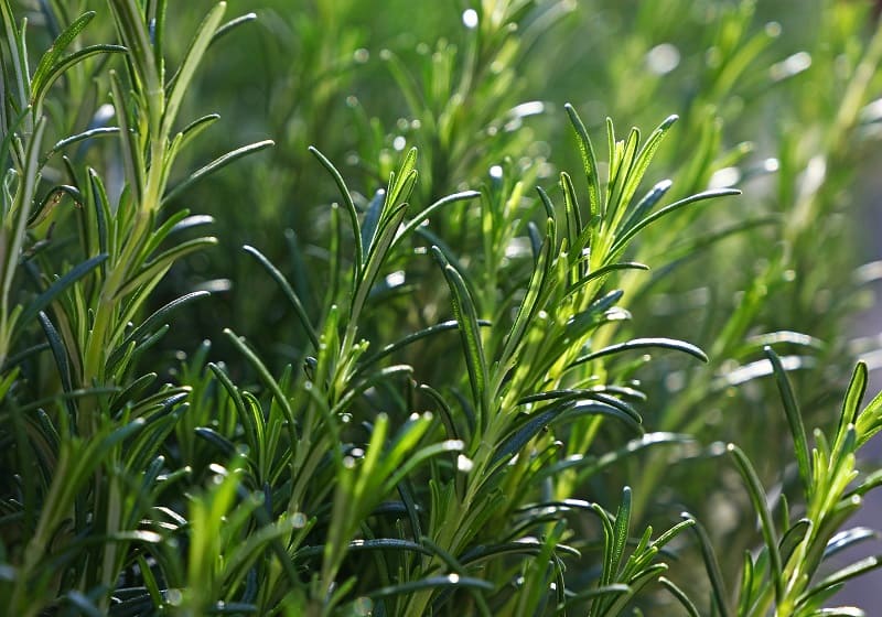 How To Save A Dying Rosemary Plant?