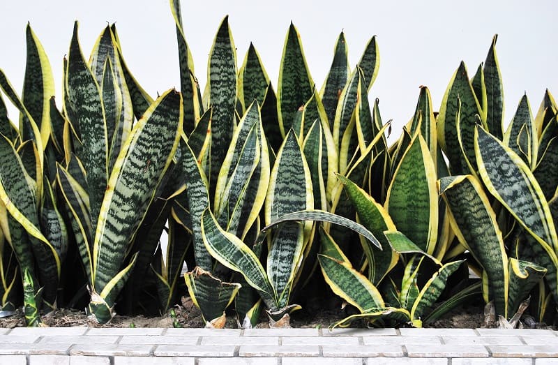 How To Save A Dying Snake Plant?