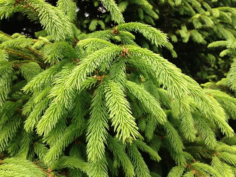 How To Save A Dying Spruce Tree?