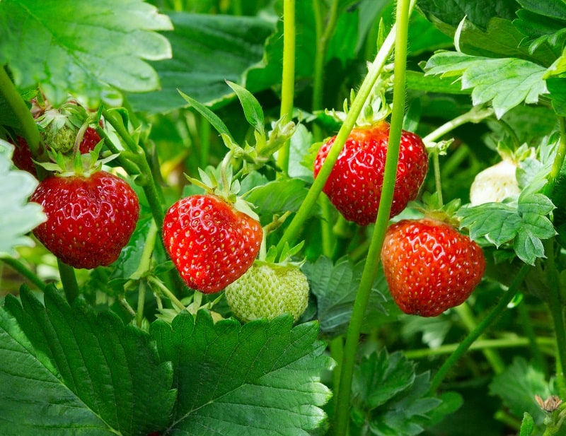 How To Save A Dying Strawberry Plant?