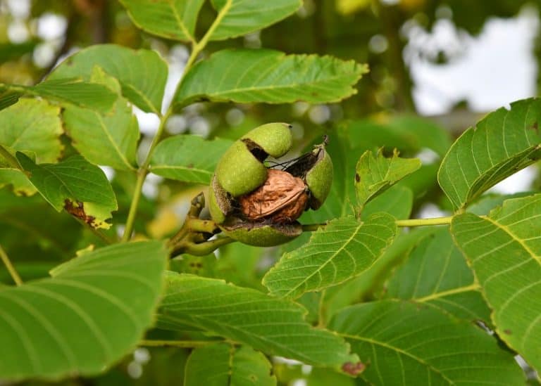 How To Save A Dying Walnut Tree?