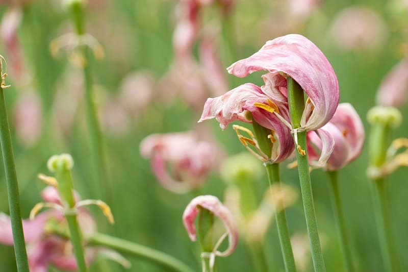 How to Save a Dying Tulip